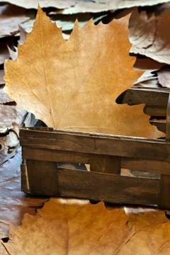 Autumn Foto stock