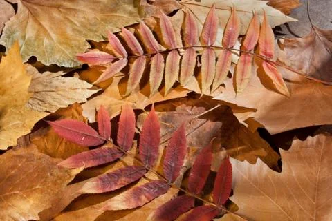 Autumn Stock Photos