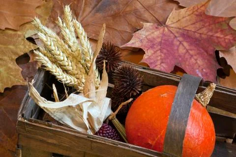 Autumn Stock Photos
