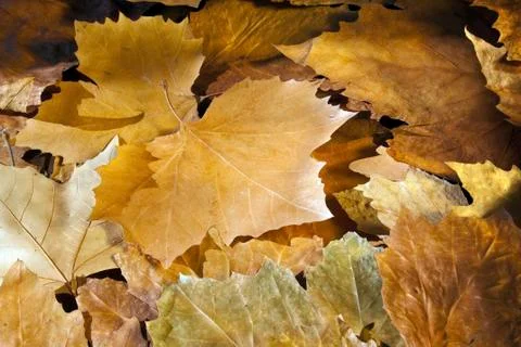 Autumn Foto stock