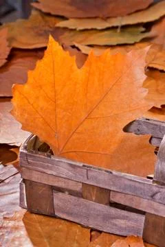Autumn Stock Photos