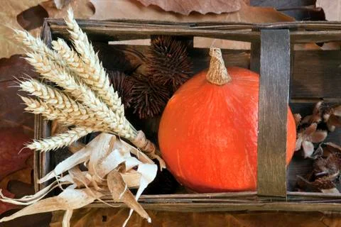 Autumn Stock Photos