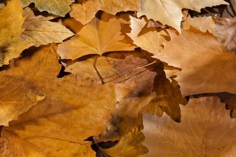 Autumn Stock Photos