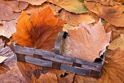 Autumn Foto stock