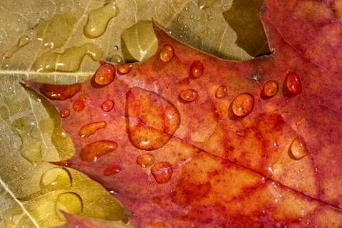 Autumn Stock Photos