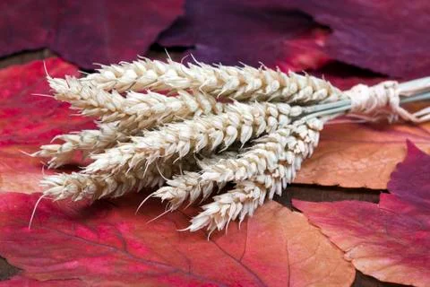 Autumn Stock Photos