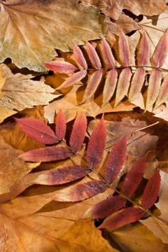 Autumn Stock Photos