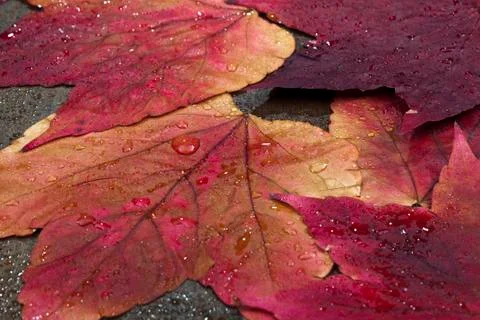 Autumn Foto stock