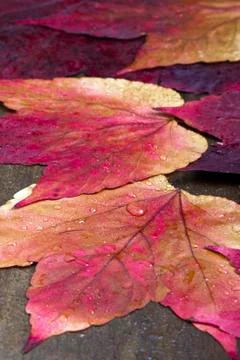 Autumn Foto stock