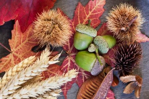Autumn Foto stock