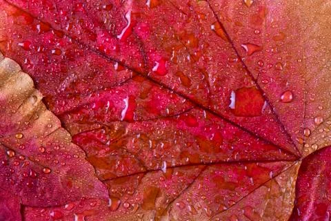 Autumn Foto stock