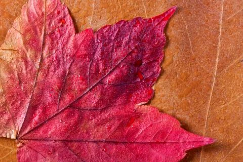Autumn Stock Photos