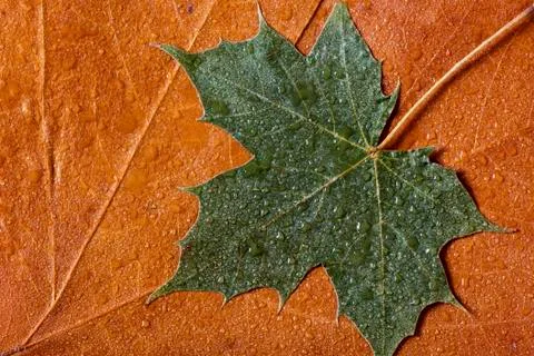 Autumn Foto stock