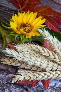 Autumn Stock Photos