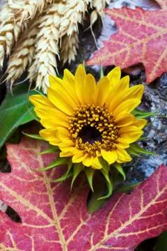 Autumn Stock Photos