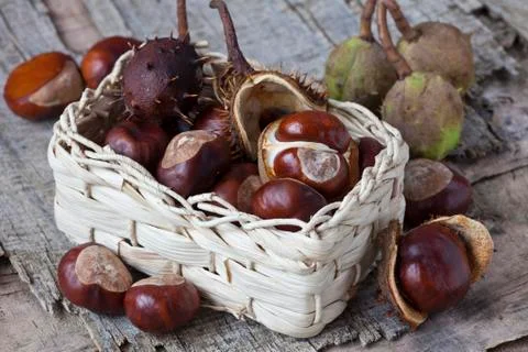 Autumn Stock Photos