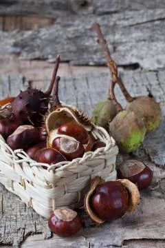 Autumn Stock Photos