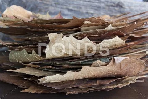 Autumn Stock Photos