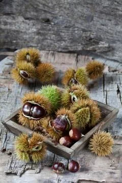 Autumn Stock Photos
