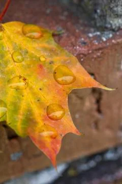 Autumn Foto stock