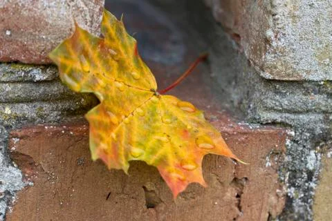 Autumn Stock Photos