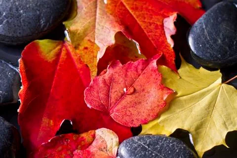 Autumn Foto stock