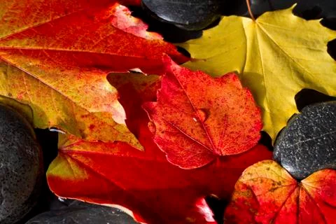 Autumn Stock Photos