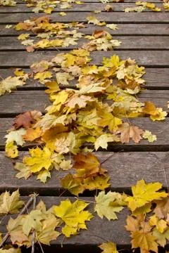 Autumn Foto stock