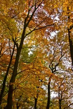 Autumn Stock Photos