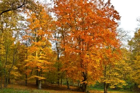 Autumn Stock Photos