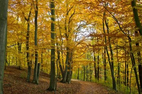 Autumn Stock Photos