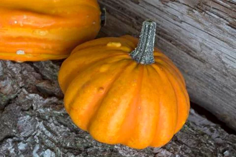 Autumn Foto stock