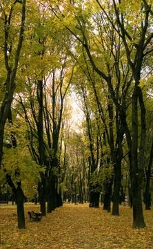 Autumn 스톡 사진