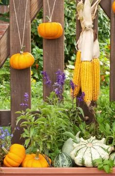 Autumn Stock Photos