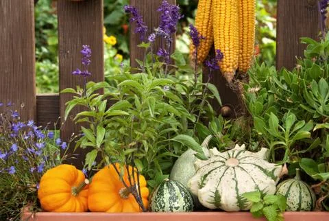 Autumn Stock Photos