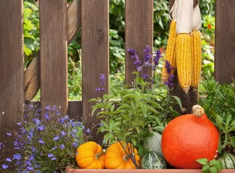 Autumn Stock Photos