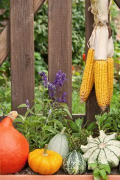 Autumn Stock Photos