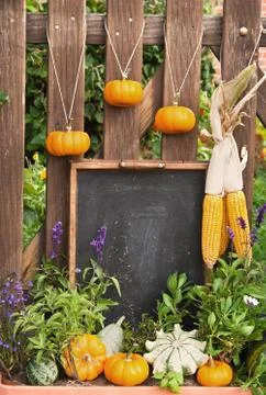 Autumn Stock Photos