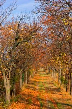 Autumn Foto stock