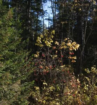 Autumn Foto stock