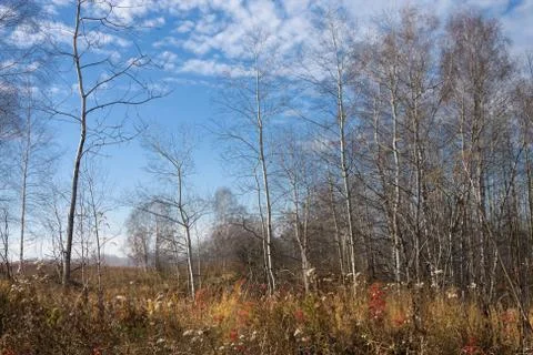 Autumn Foto stock
