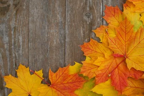 Autumn Stock Photos