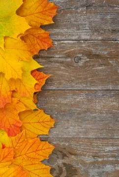 Autumn Stock Photos