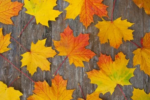Autumn Stock Photos
