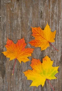 Autumn Stock Photos