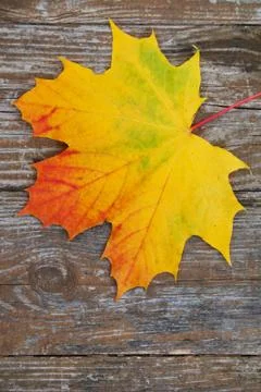 Autumn Stock Photos