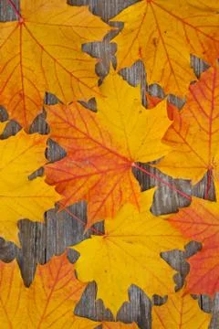 Autumn Stock Photos