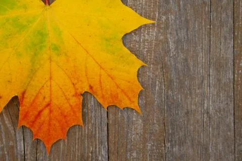 Autumn Stock Photos