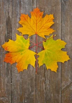 Autumn Stock Photos