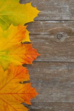 Autumn Stock Photos